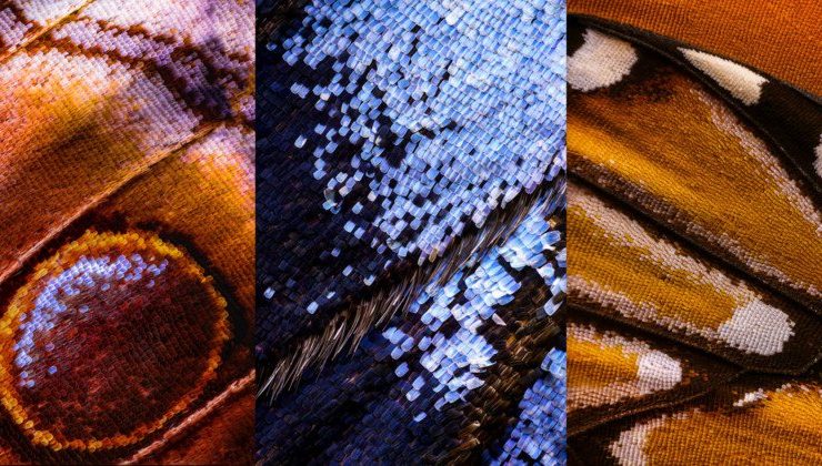 Kì công macro cánh bướm từ 2000 mảnh ghép | 50mm Vietnam